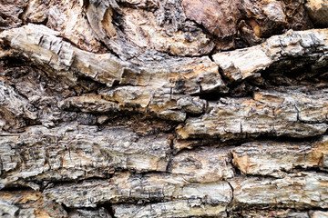 Background tree bark in different variations