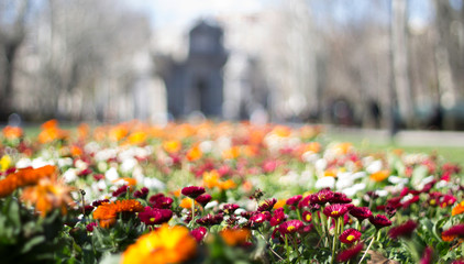 Obraz premium flowers in the park