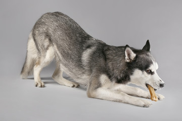 Adorable Husky dog on grey background