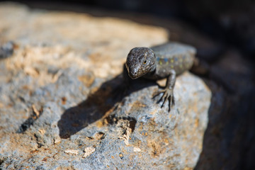 Lizard close up. Wild nature and animal background. Wildlife, reptile