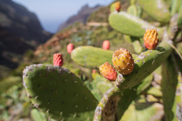 Opuntia ficus-indica, prickly pear, indian fig, ripe tasty fruits. Cactus close-up shot in Tenerife, Canary islands, Spain