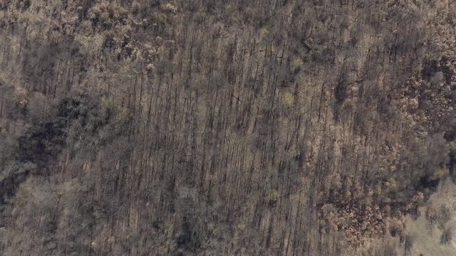 Descending on dry trees on the hill 4K drone video