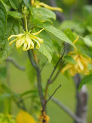 Cananga odorata Ylang-ylang name of flower Waves Gray bark Bouquet of flowers into a cluster Yellow or green petals are fragrant