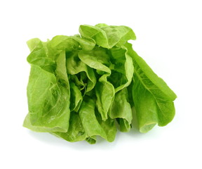 Fresh green salad isolated on white background. Food background with drops of water. Fresh butterhead salad. Green butter lettuce vegetable or salad on white surface. 