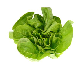 Fresh green salad isolated on white background. Food background with drops of water. Fresh butterhead salad. Green butter lettuce vegetable or salad on white surface. 