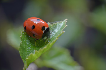 Beautiful bright red ladybug sitting on a green leaf. Macro photography of an insect.