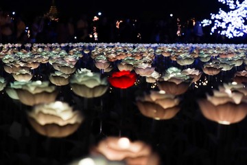 Red among golden rose