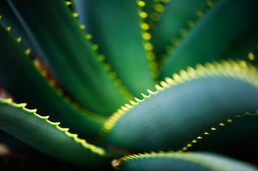 Close-up of Krantz aloe (Aloe arborescens) leaves. Selective focus and shallow depth of field.