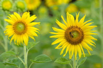 placed on sunflower honey bee