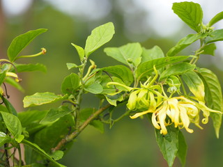 Cananga odorata Ylang-ylang name of flower Waves Gray bark Bouquet of flowers into a cluster Yellow or green petals are fragrant