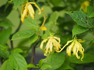 Cananga odorata Ylang-ylang name of flower Waves Gray bark Bouquet of flowers into a cluster Yellow or green petals are fragrant