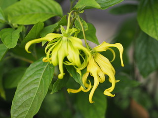 Obraz premium Cananga odorata Ylang-ylang name of flower Waves Gray bark Bouquet of flowers into a cluster Yellow or green petals are fragrant