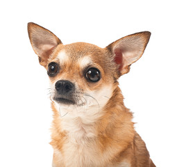 Cute chihuahua dog on white background