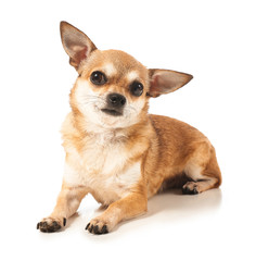 Cute chihuahua dog on white background