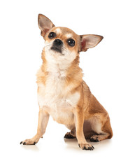Cute chihuahua dog on white background
