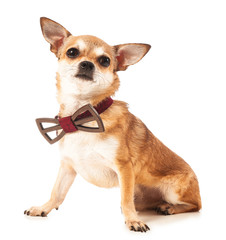 Cute chihuahua dog with bowtie on white background