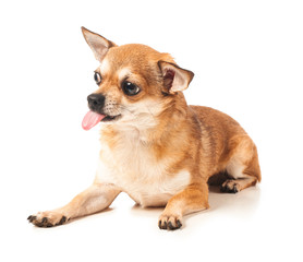 Cute chihuahua dog on white background