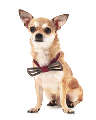 Cute chihuahua dog with bowtie on white background