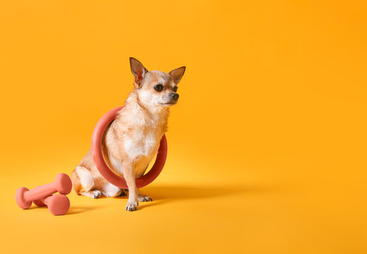 Cute Chihuahua Dog With Hula Hoop And Dumbbells On Color Background