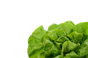 Fresh green salad isolated on white background. Food background with drops of water. Fresh butterhead salad. Green butter lettuce vegetable or salad on white surface. 