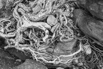 Photo Black and White of The spreading root system of the old tree on the ground. The variety of shapes in wild nature. Perfect background for the various kinds of collages,Thailand.