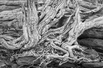 Photo Black and White of The spreading root system of the old tree on the ground. The variety of shapes in wild nature. Perfect background for the various kinds of collages,Thailand.