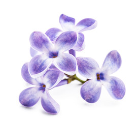 Obraz na płótnie Canvas Beautiful lilac flowers on white background