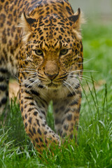 Nordchinesischer Leopard (Panthera pardus japonensis)