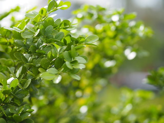 Fototapeta na wymiar green leaf foreground blurred of nature background space for write