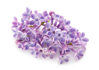 Beautiful lilac flowers on white background