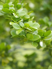 green leaf foreground blurred of nature background space for write