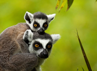 Katta (Lemur catta), Mutter mit Kind