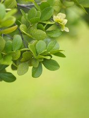 green leaf foreground blurred of nature background space for write