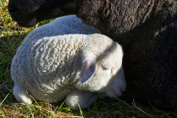 white lamb resting by its ewe