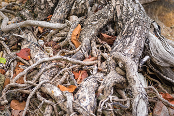 The spreading root system of the old tree on the ground. The variety of shapes in wild nature. Perfect background for the various kinds of collages, illustrations and digital media.Thailand.