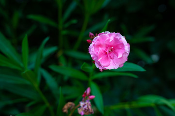 Camelia