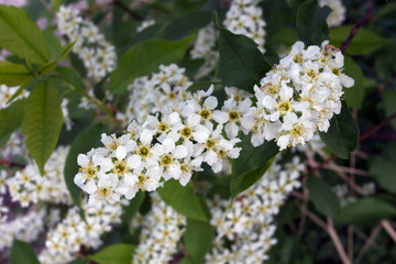 Prunus padus, Hackberry blooming, Finland