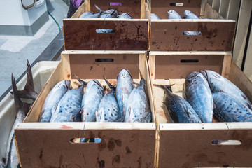 Close-up of captured fish boxes, tuna, bonito, melva... in the Almadraba of La Azohia, Cartagena, ...