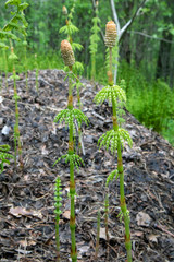 Equisetum sylvaticum; Wood horsetail