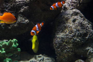 Naklejka na ściany i meble Clown fish in the reef