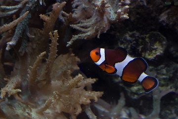 Clown fish in the reef