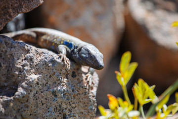 Lizard close up. Wild nature and animal background. Wildlife, reptile