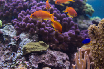 Naklejka na ściany i meble Golden fish on the reef