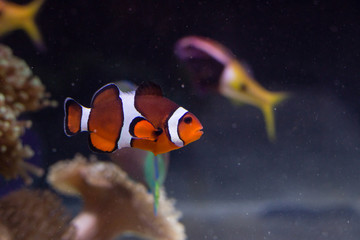Fototapeta na wymiar Clown fish in the reef