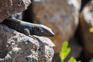 Lizard close up. Wild nature and animal background. Wildlife, reptile