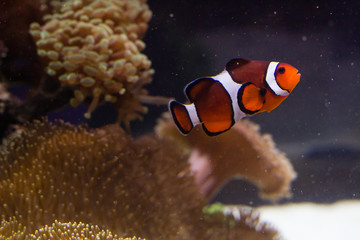 Plakat Clown fish in the reef