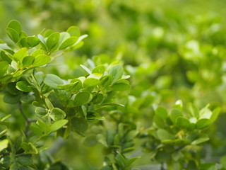 Fototapeta na wymiar green leaf foreground blurred of nature background space for write