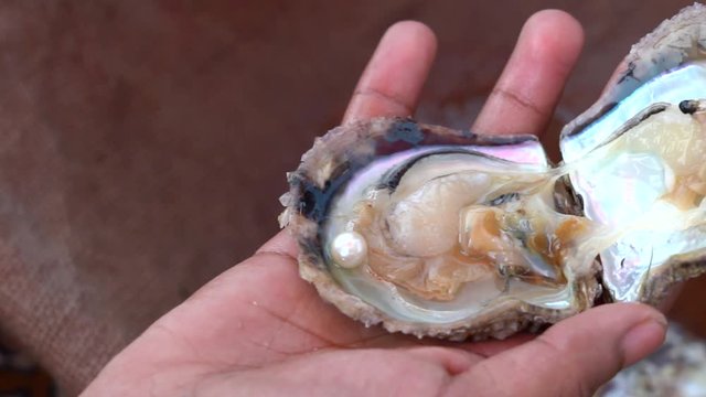 Pearl in the shell in a pearl farm Ajman United Arab Emirate