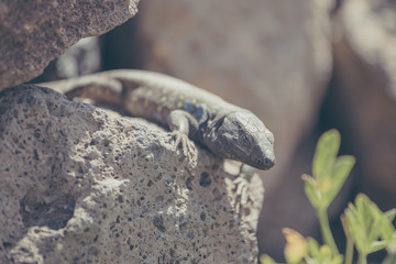 Lizard close up. Wild nature and animal background. Wildlife, reptile