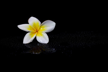 Plumeria on black background.